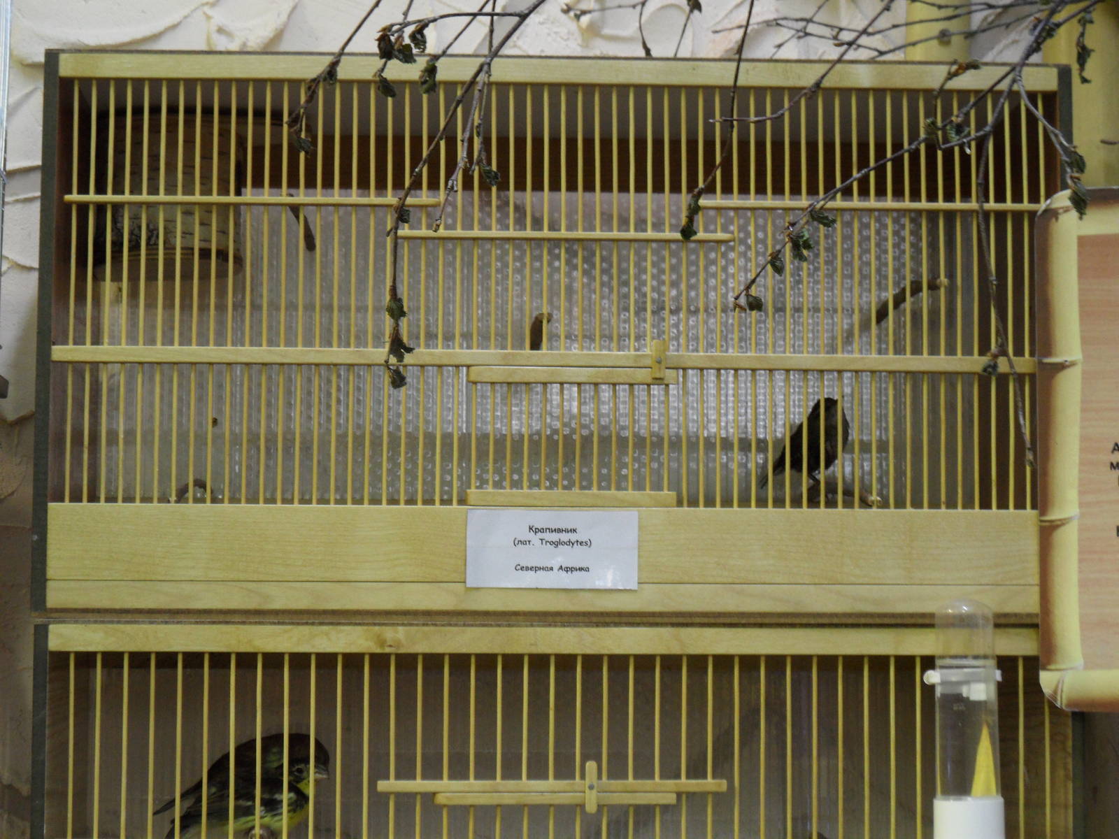 Eurasian wren - bird show'12