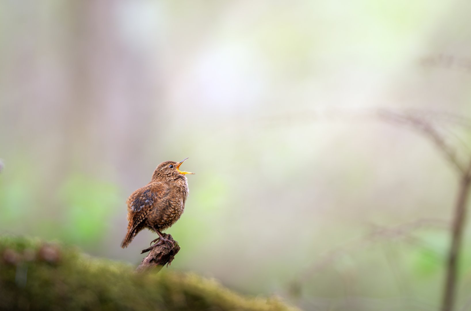 Eurasian Wren - Karuizawa Wild Bird Sanctuary