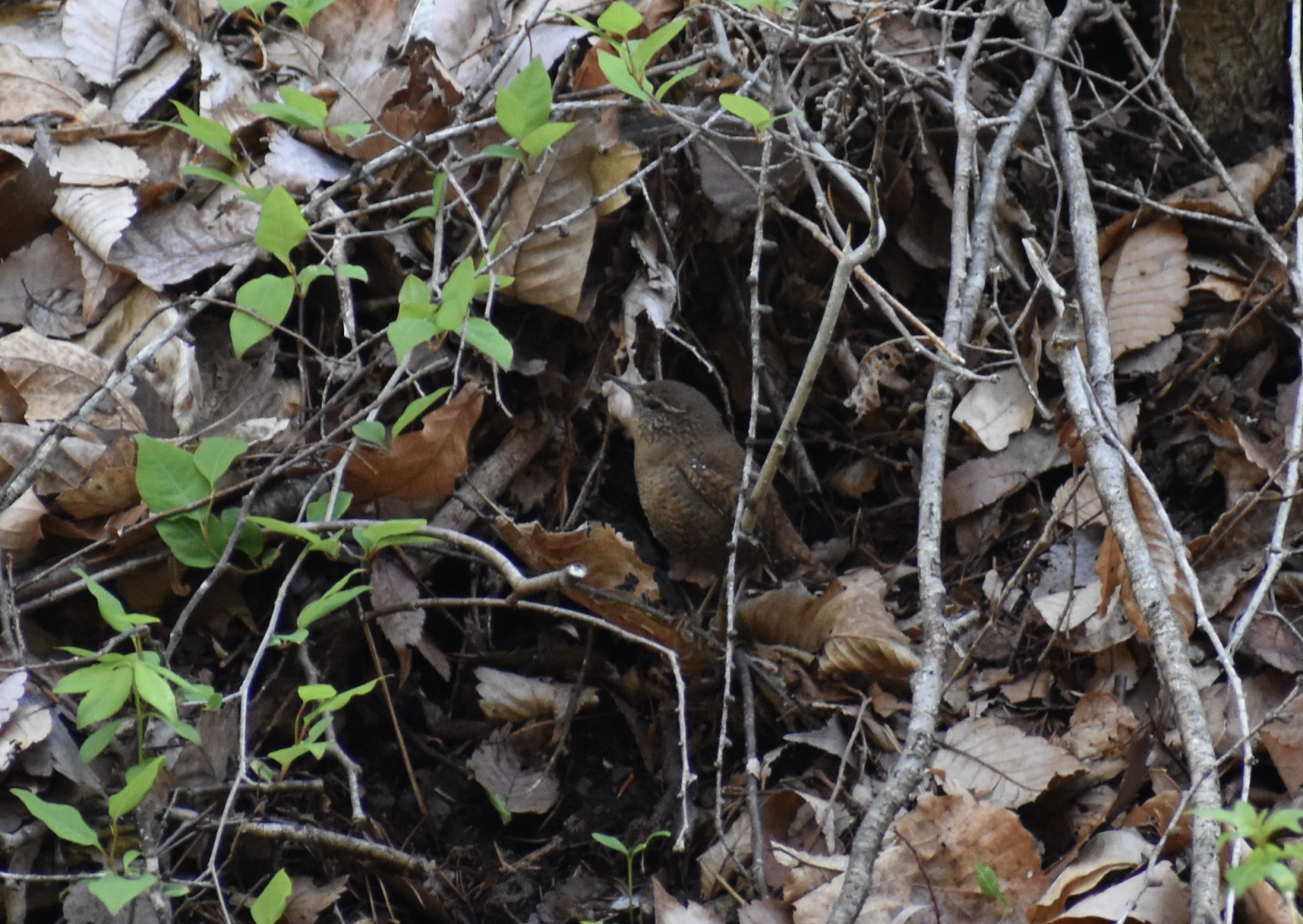 Eurasian Wren ~ Karuizawa