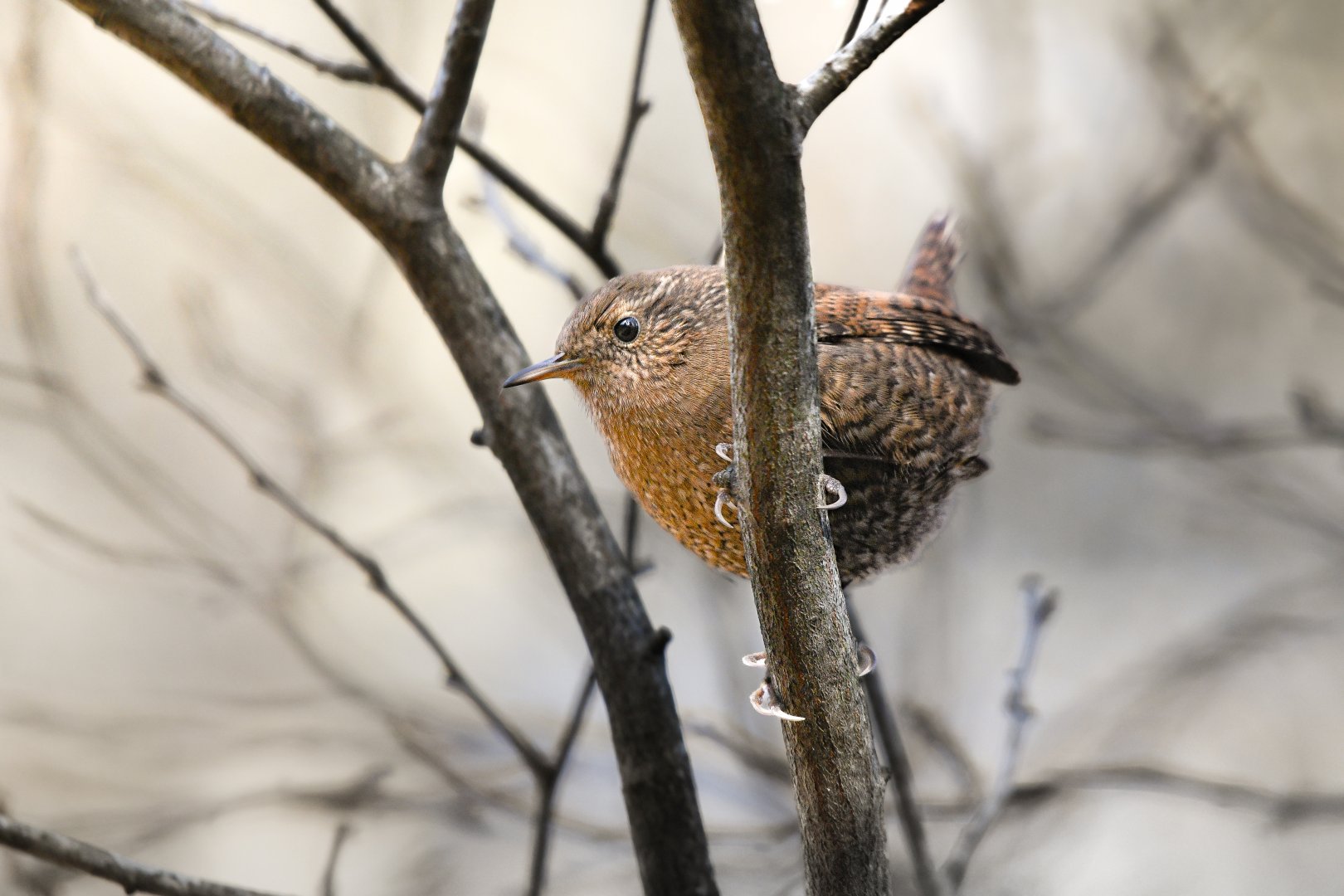 Eurasian Wren ~ Kumoba Pond, Karuizawa