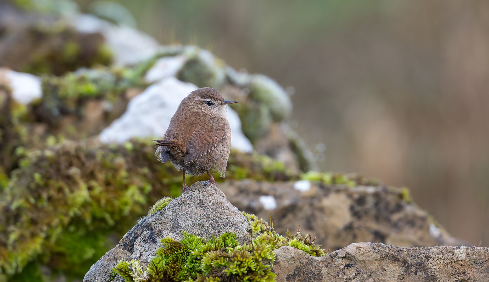Eurasian Wren, wild, UK