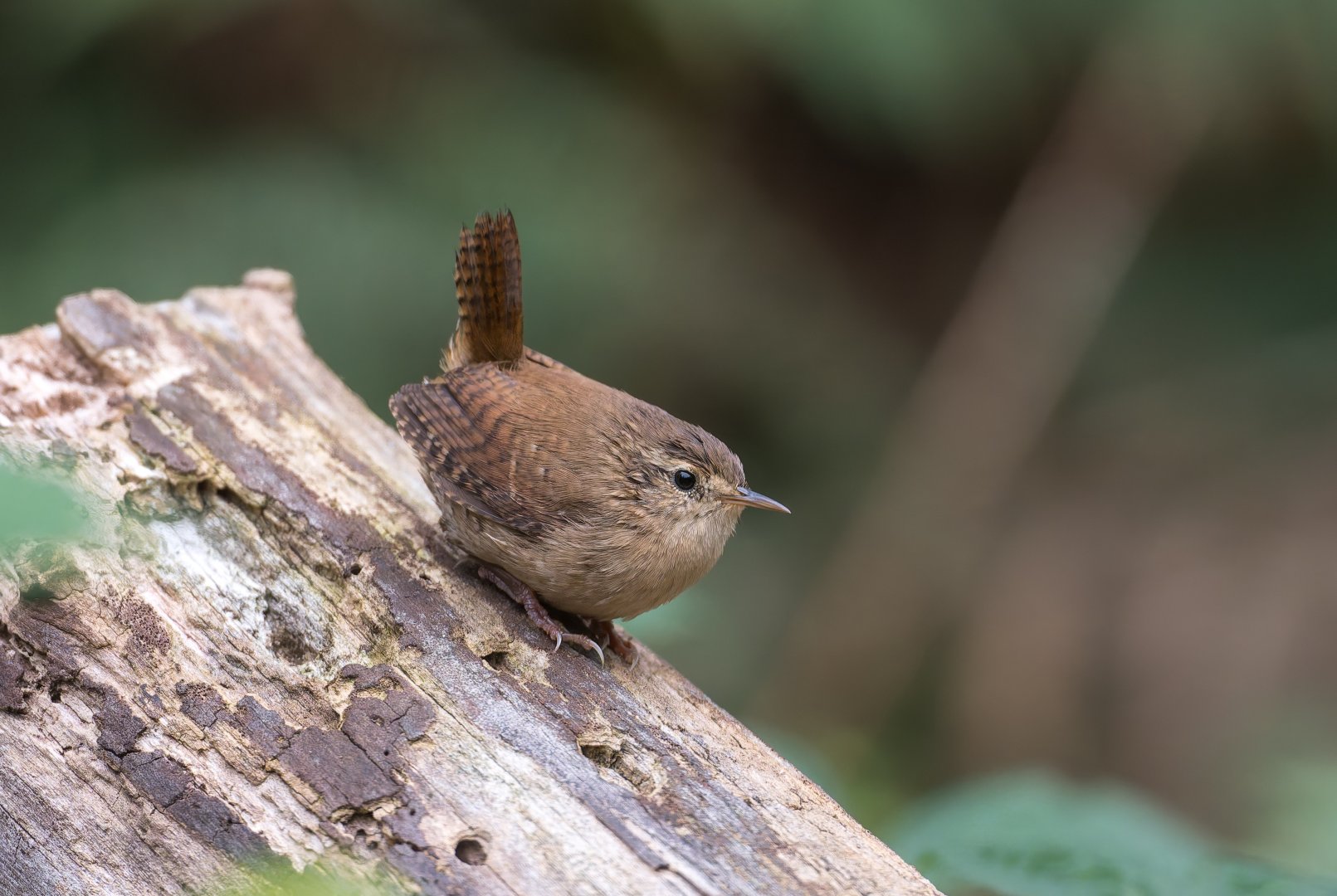 Eurasian Wren (wild) UK