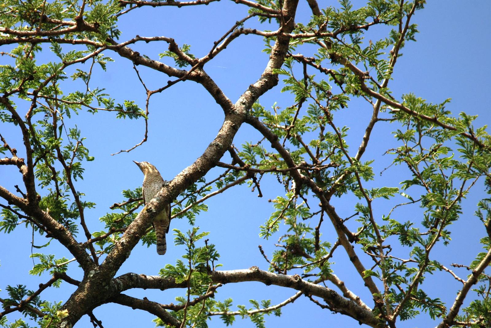 Eurasian Wryneck at Bishangari Lodge, 14/10/14