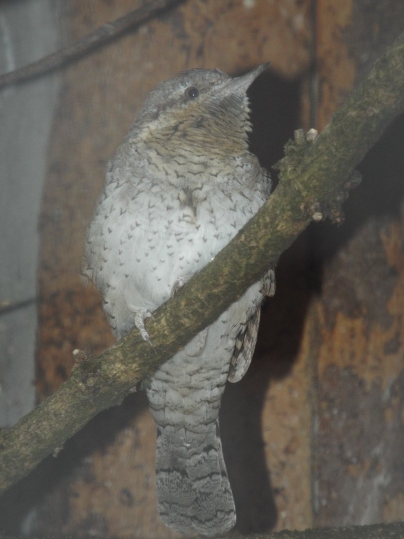 Eurasian Wryneck (Jynx torquilla) at Alpenzoo Innsbruck - April 11 2015