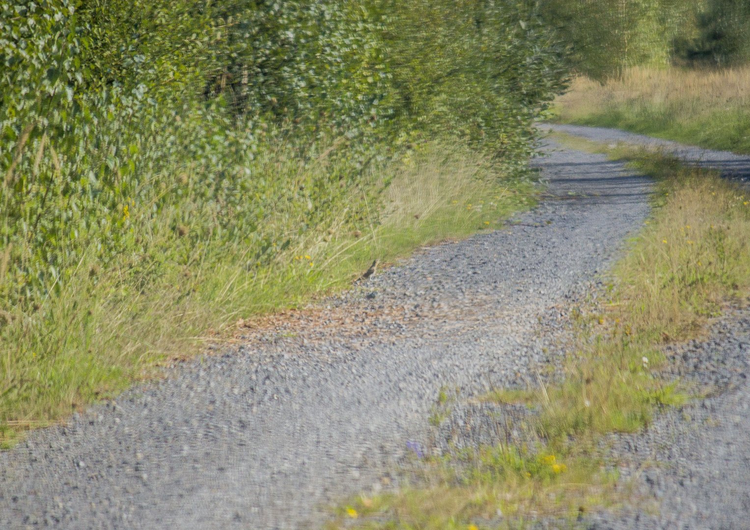 Eurasian wryneck, Jynx torquilla