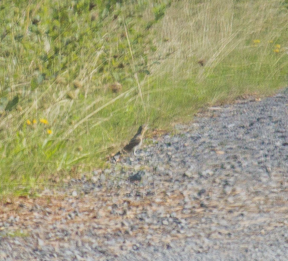 Eurasian wryneck, Jynx torquilla