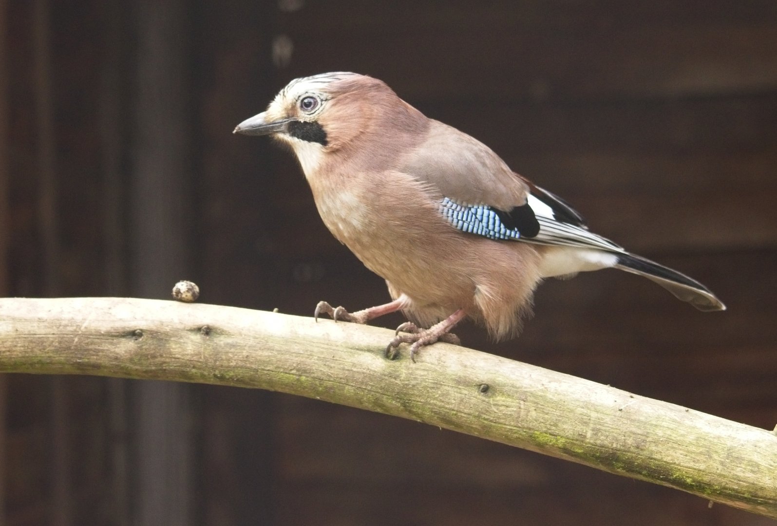 Eurasion Jay