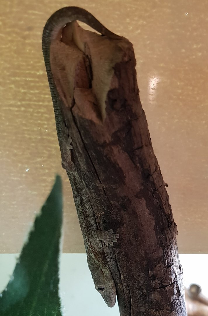 Eurdactylodes agricolae