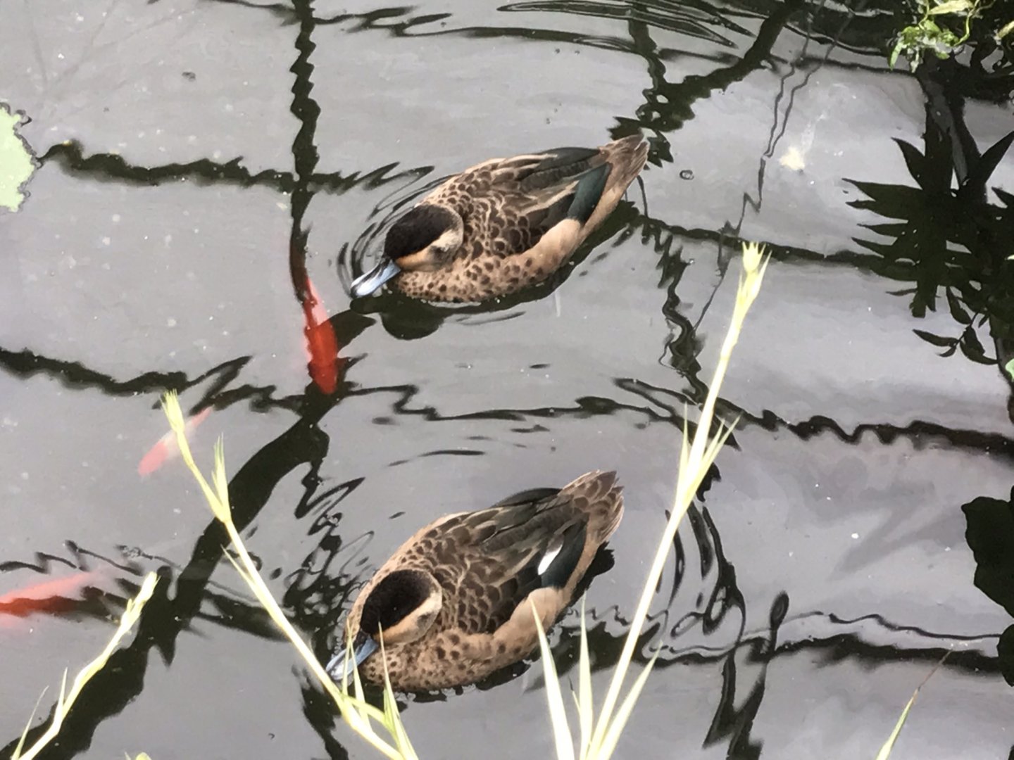 Eureka - Hottentot teals 100818