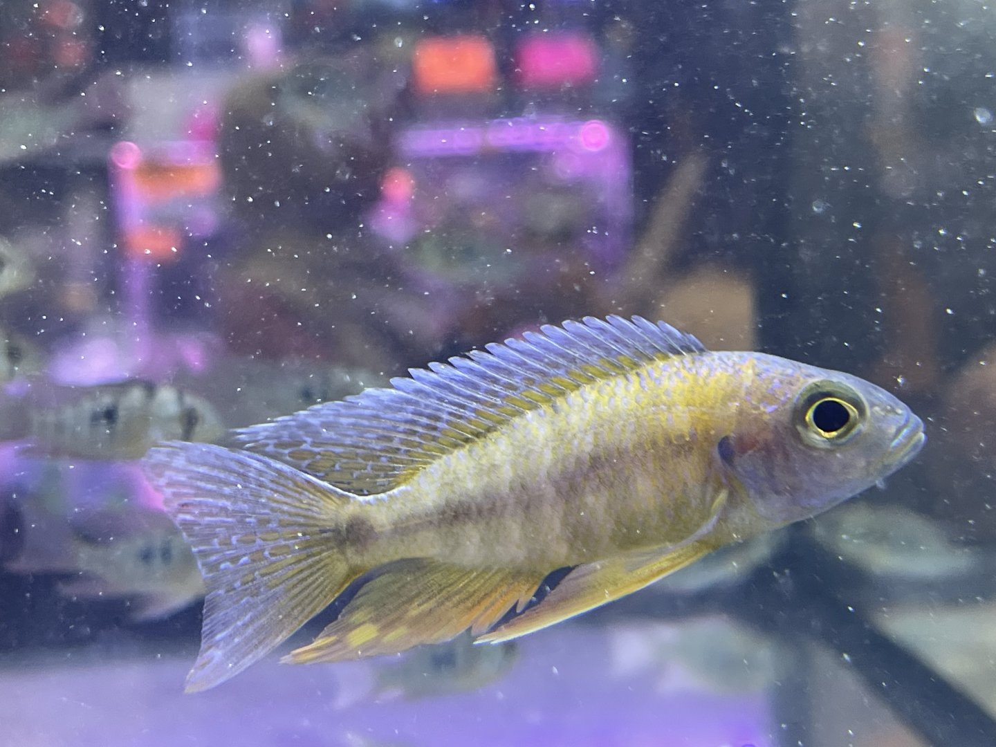 eureka peacock (aulonocara jacobfreibergi)