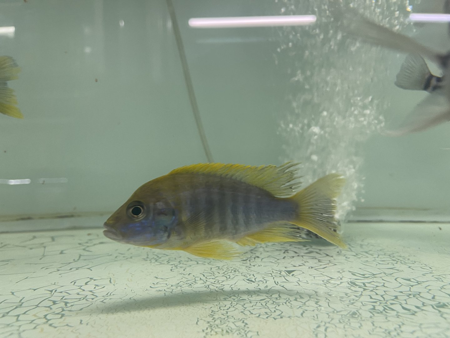 eureka peacock "lemon jake" (aulonocara jacobfreibergi)