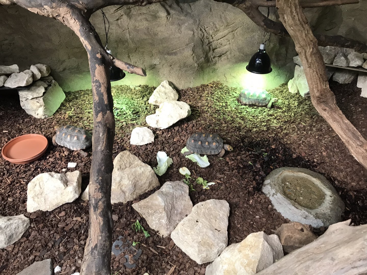 Eureka - Red-footed tortoise exhibit 100818