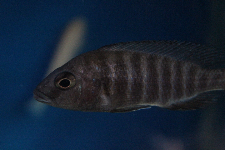Eureka red peacock (Aulonocara jacobfreibergi)