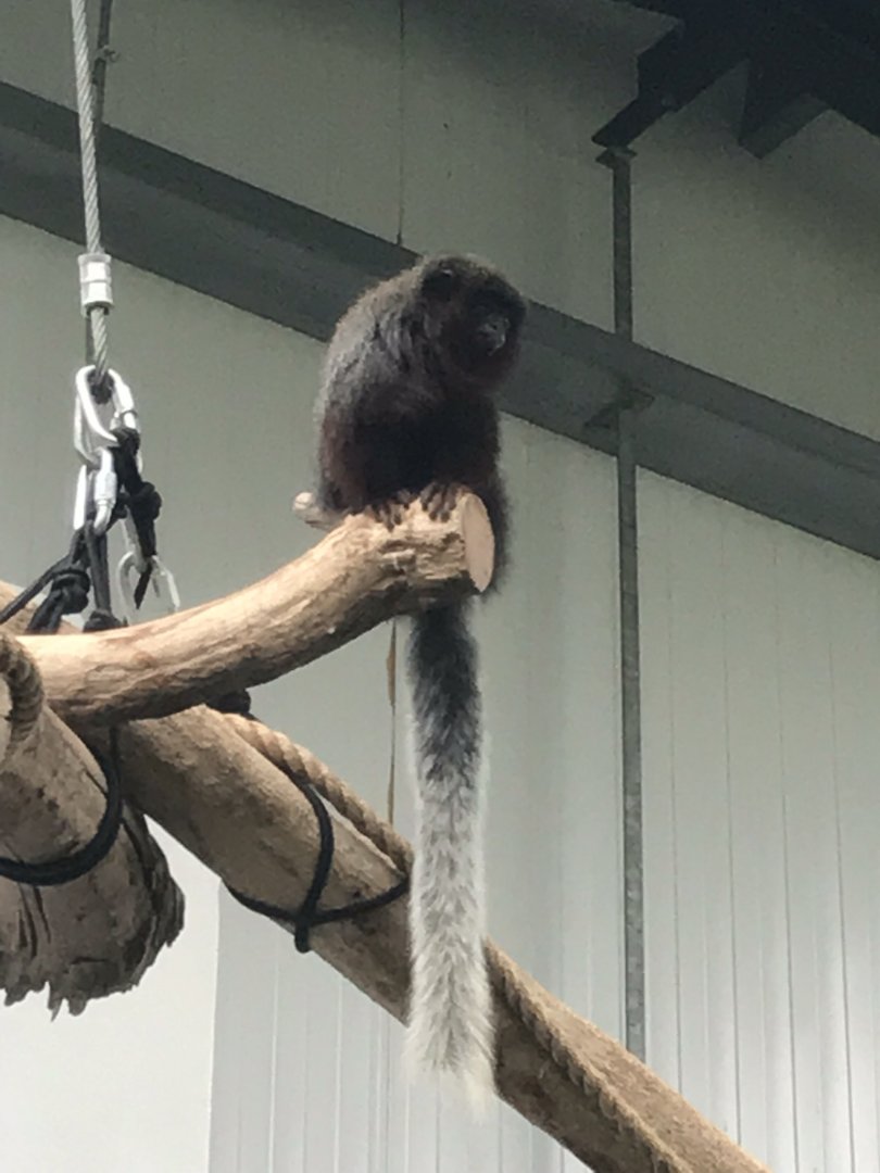 Eureka - Red titi 100818