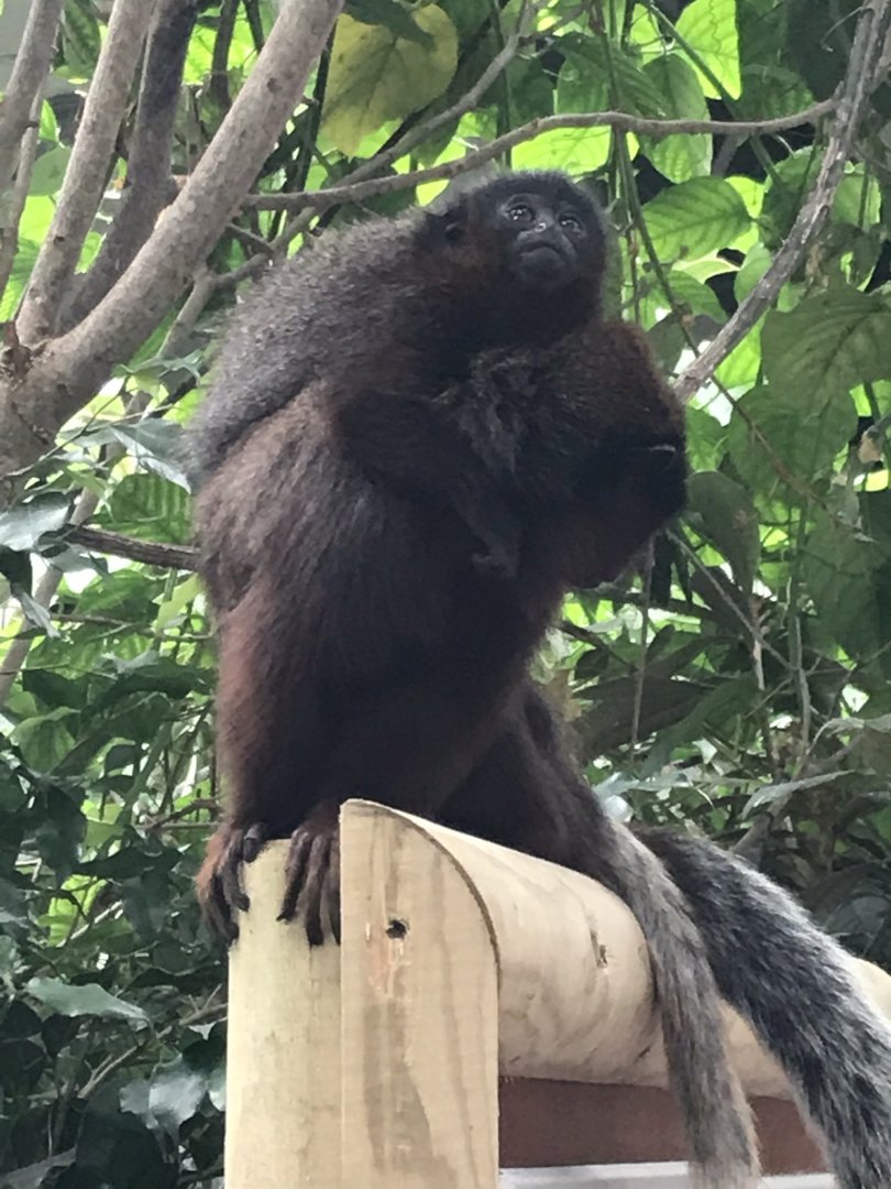 Eureka - Red titis 100818