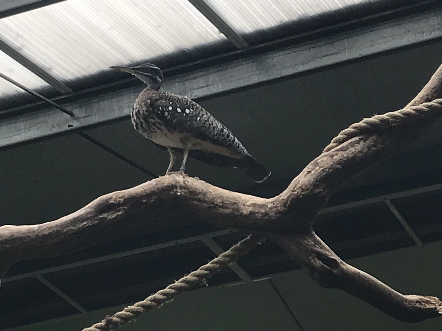 Eureka - Sunbittern 100818