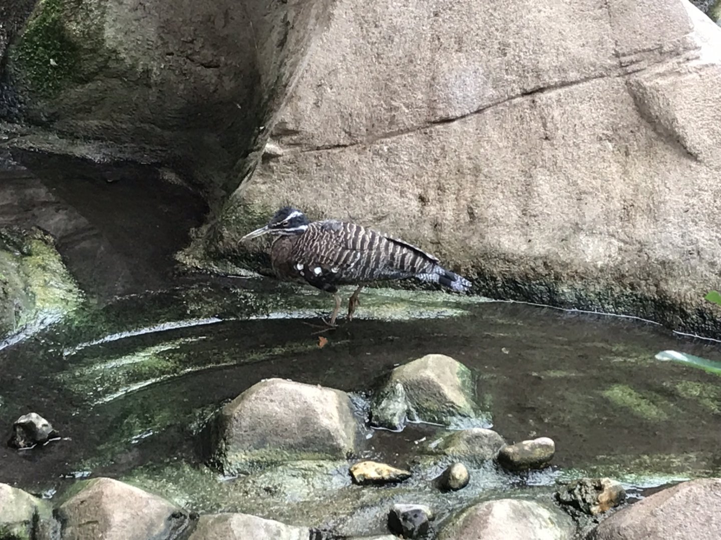 Eureka - Sunbittern 100818