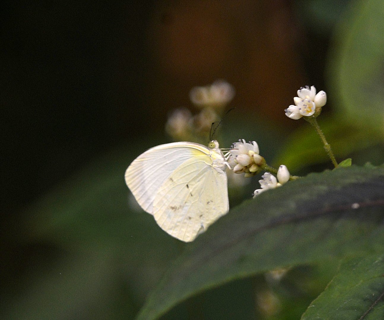 Eurema albula