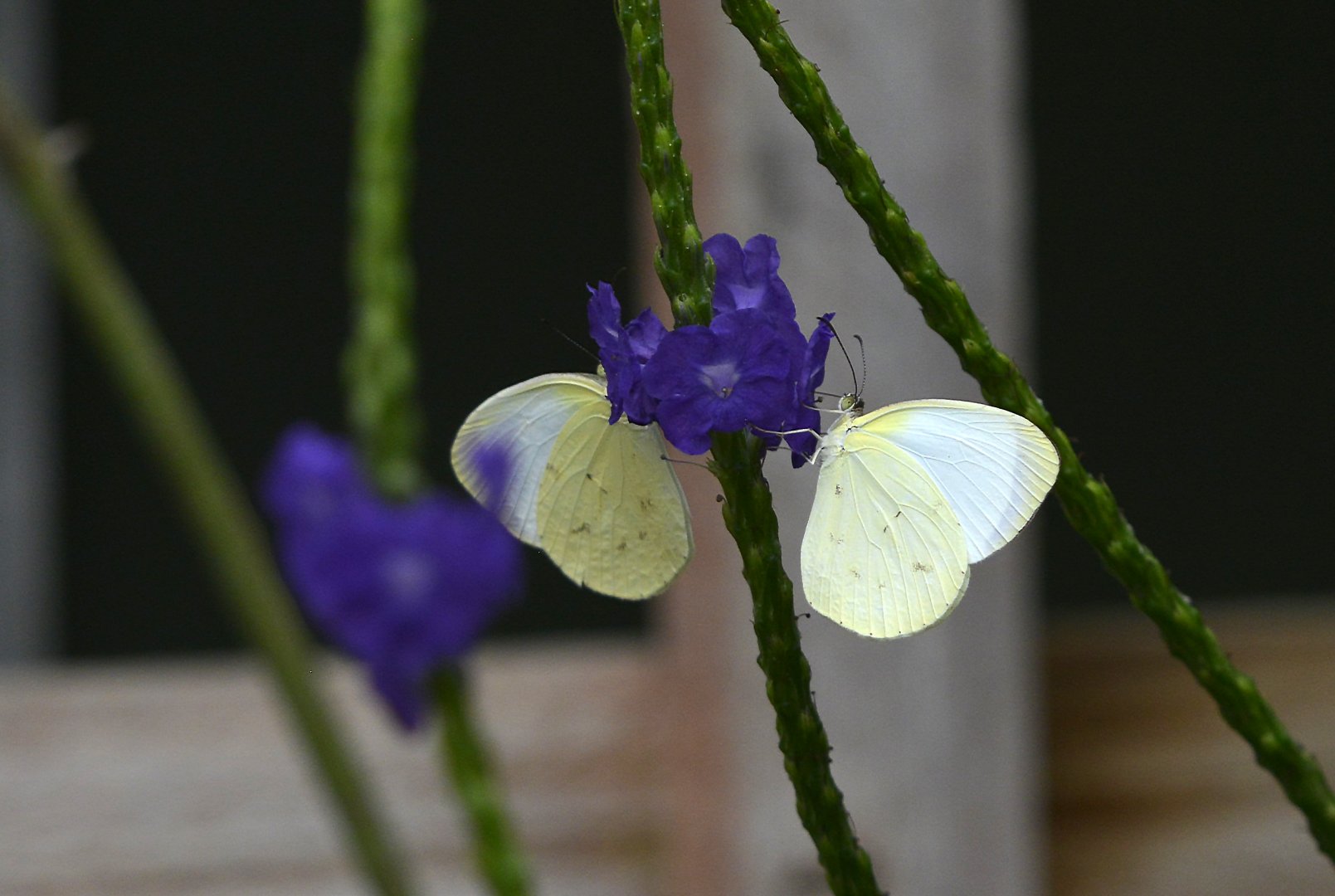 Eurema albula