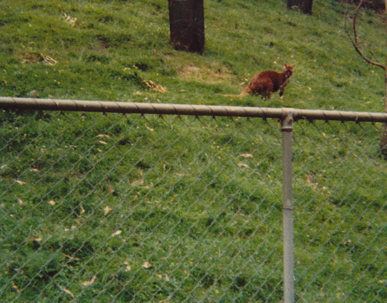 euro (Macropus robustus erubescens)