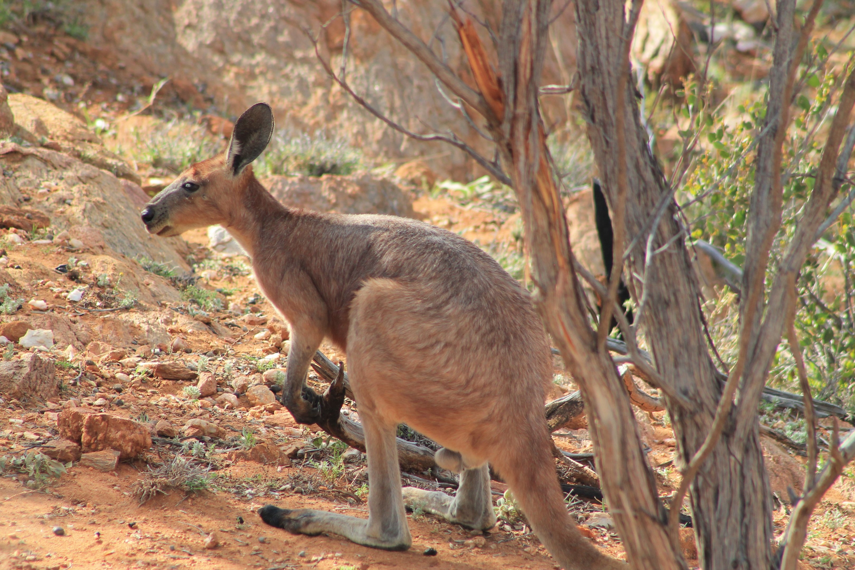 Euro (Osphranter robustus erubescens)