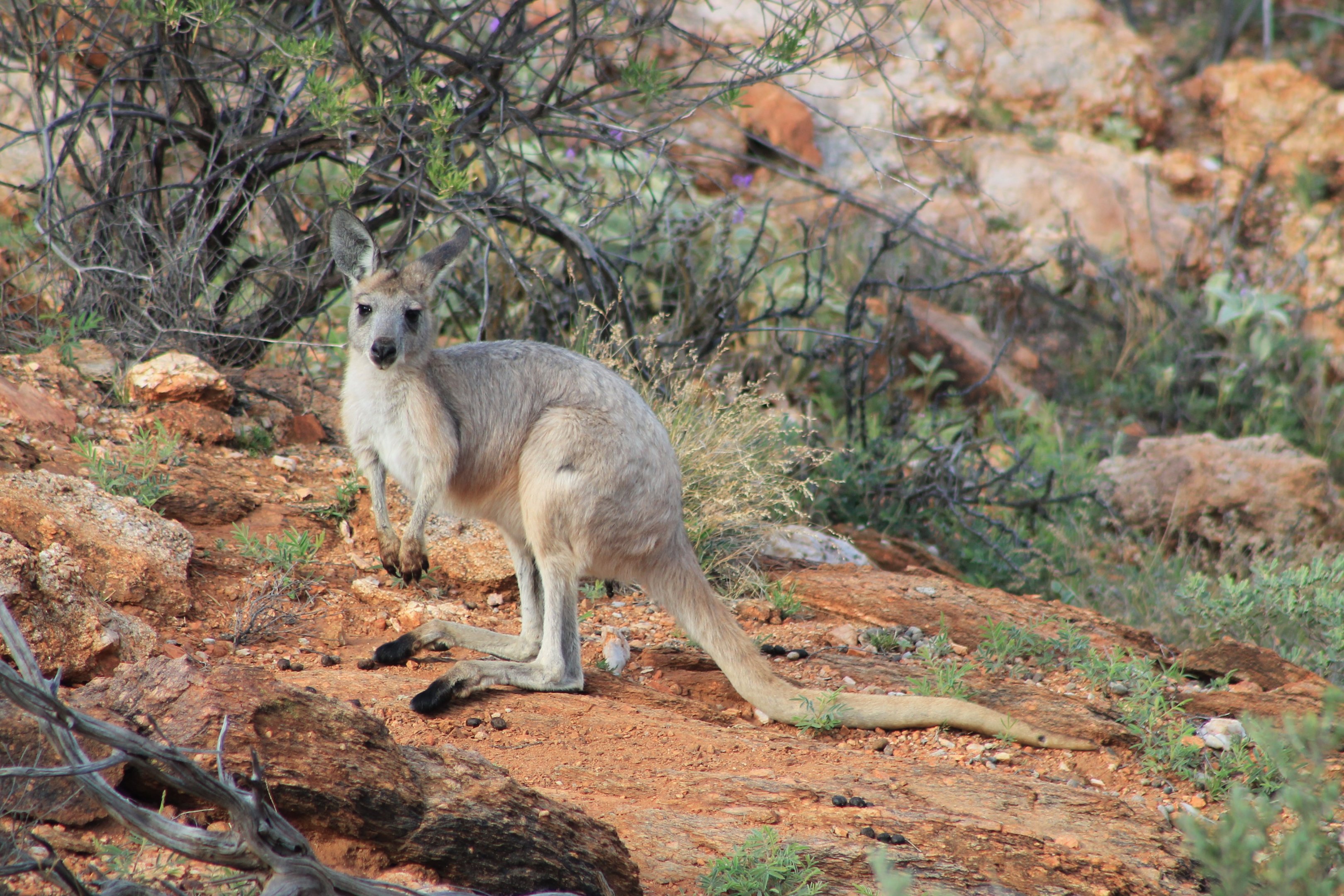 Euro (Osphranter robustus erubescens)