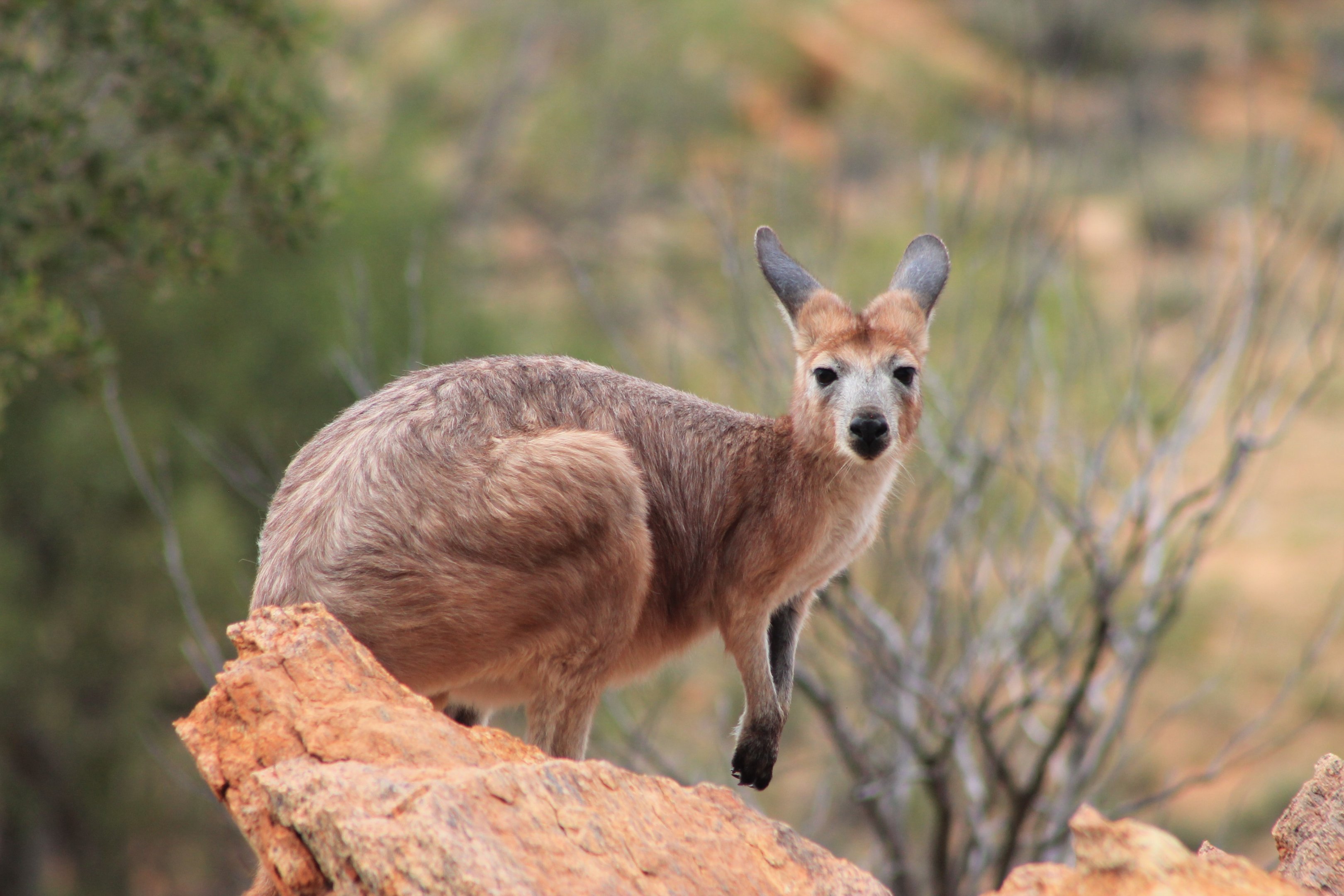 Euro (Osphranter robustus erubescens)