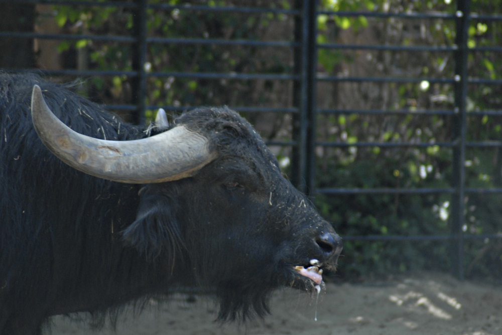 Euro-Water Buffalo - Berlin Zoo 2022