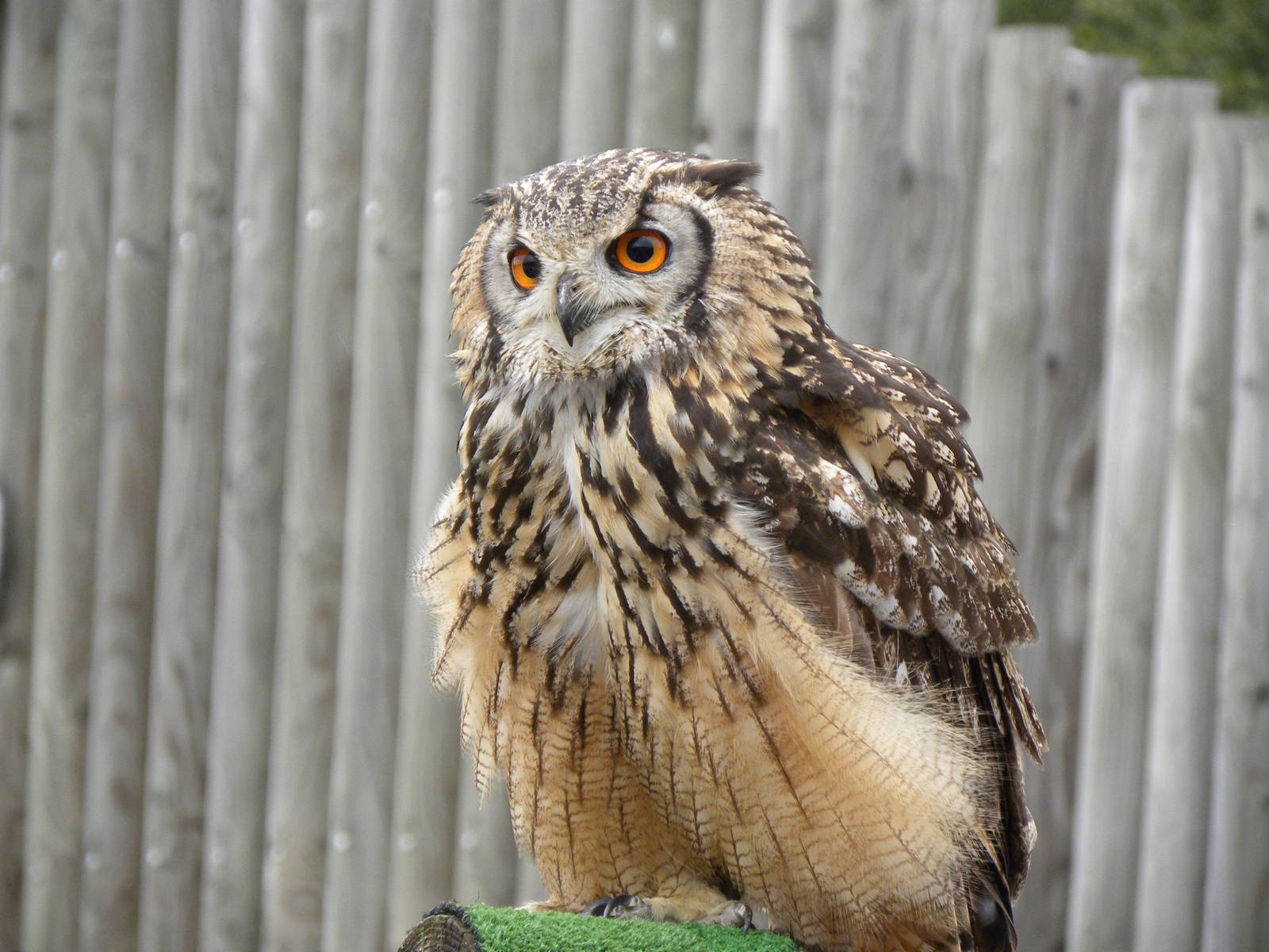 Euroasian Eagel Owl