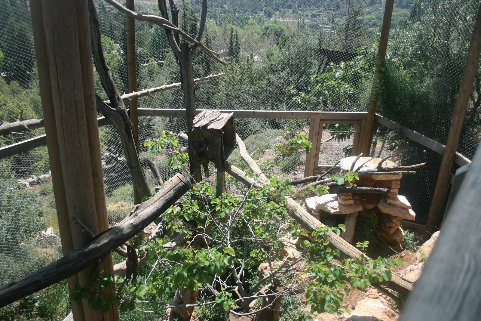 euroasian eagle owl exhibit