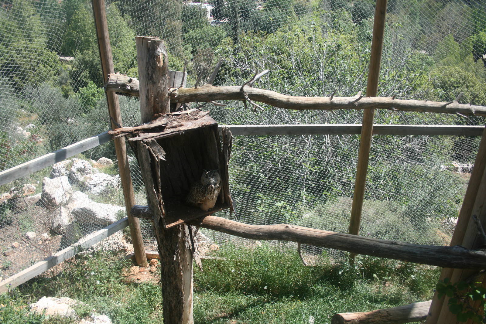 euroasian eagle owl exhibit
