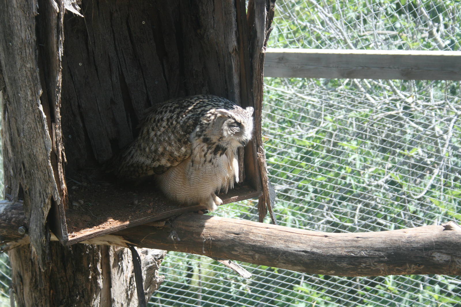 euroasian eagle owl