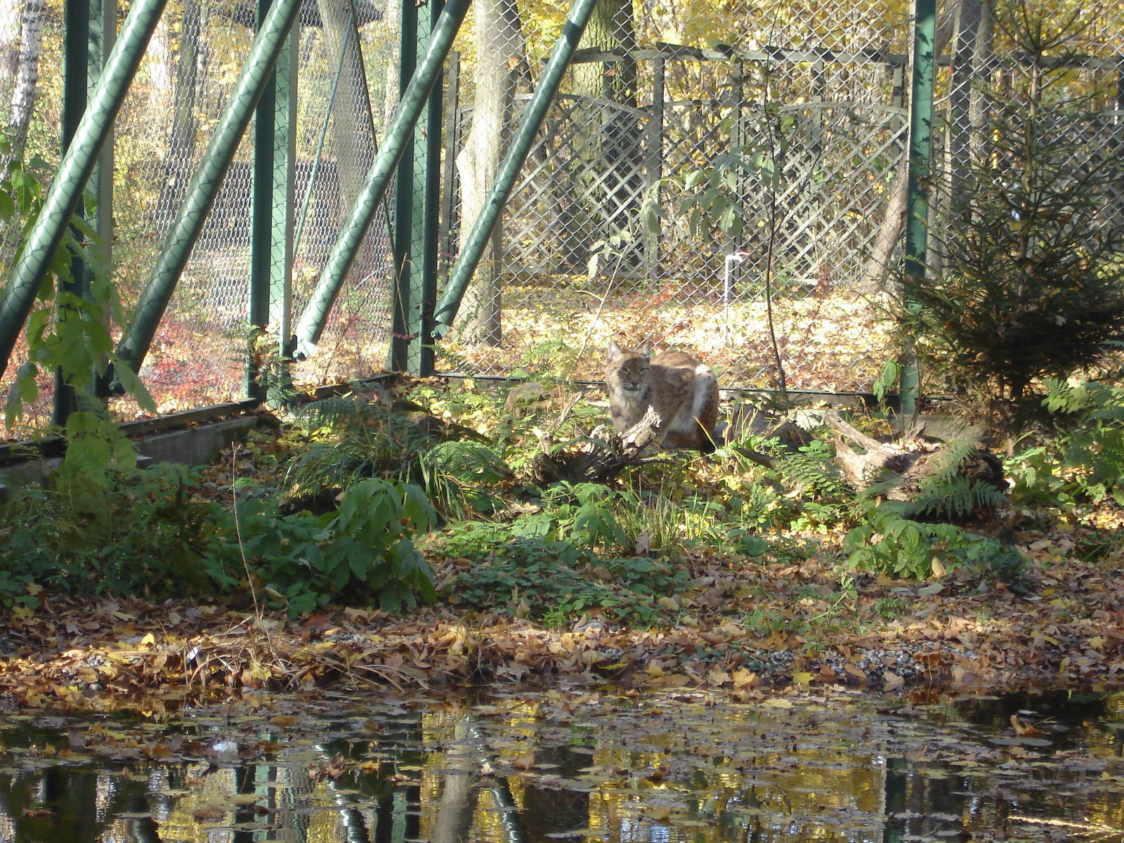 Euroasian lynx