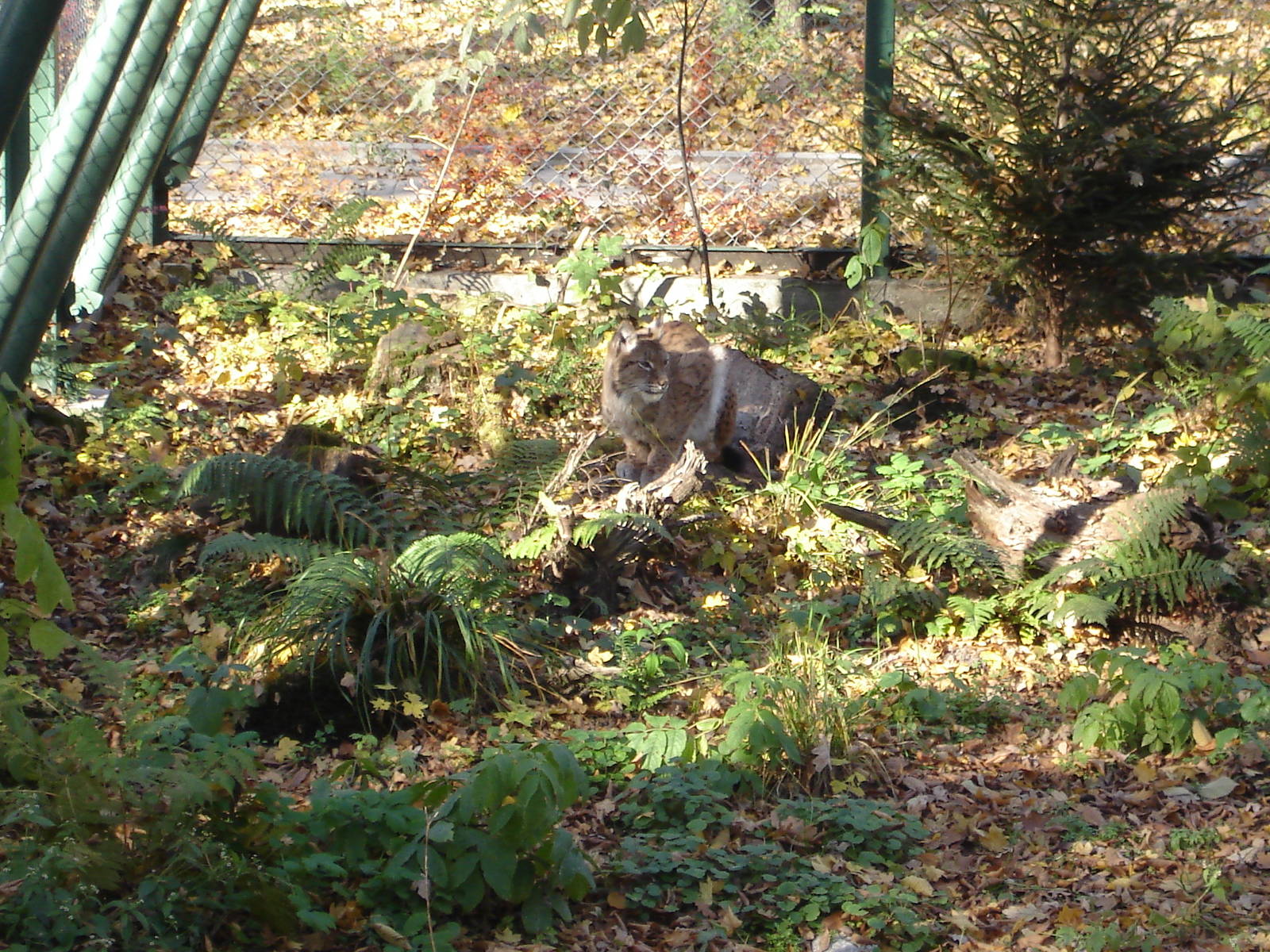 Euroasian lynx