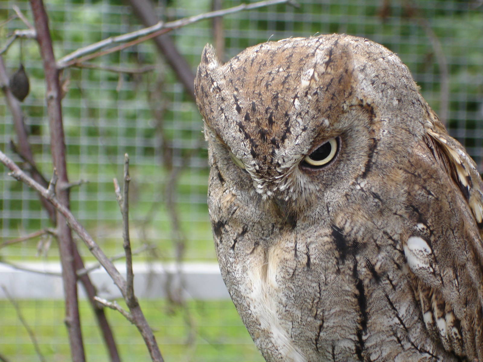 Euroasian Scops Owl