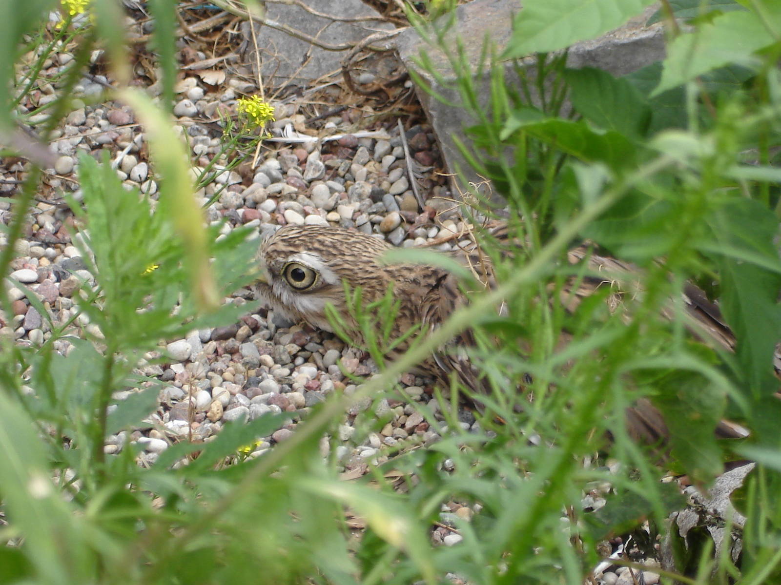 Euroasian Stone Curlew