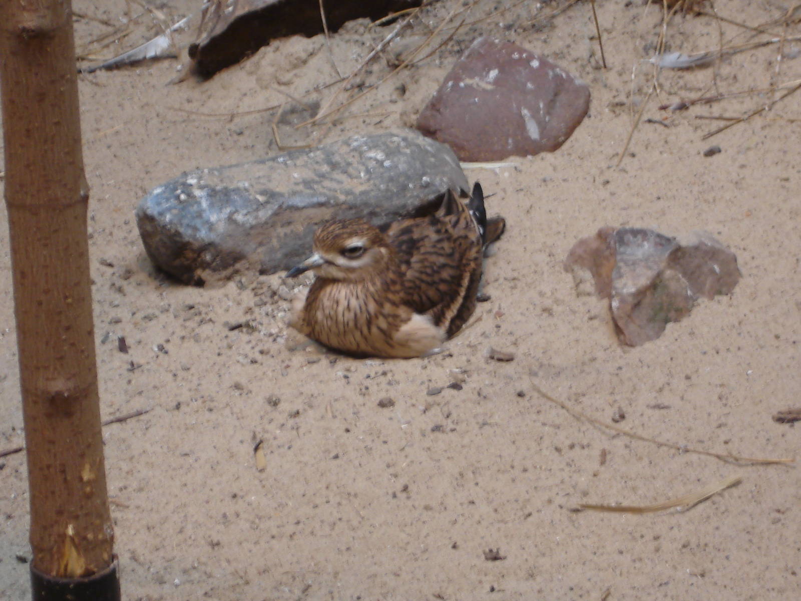 Euroasian Stone Curlew