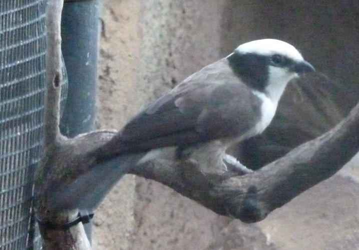 Eurocephalus rueppelli