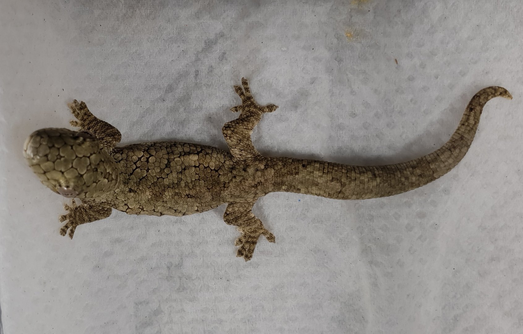 Eurodactylodus agricolae