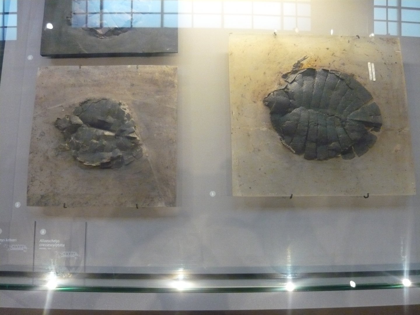 Euroemys kehreri and Allaeochelys crassesculptata