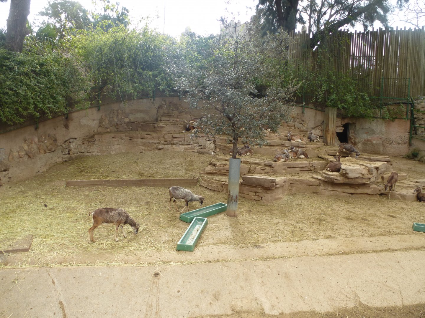 Euroepan mouflon exhibit-Zoo Barcelona (2015)