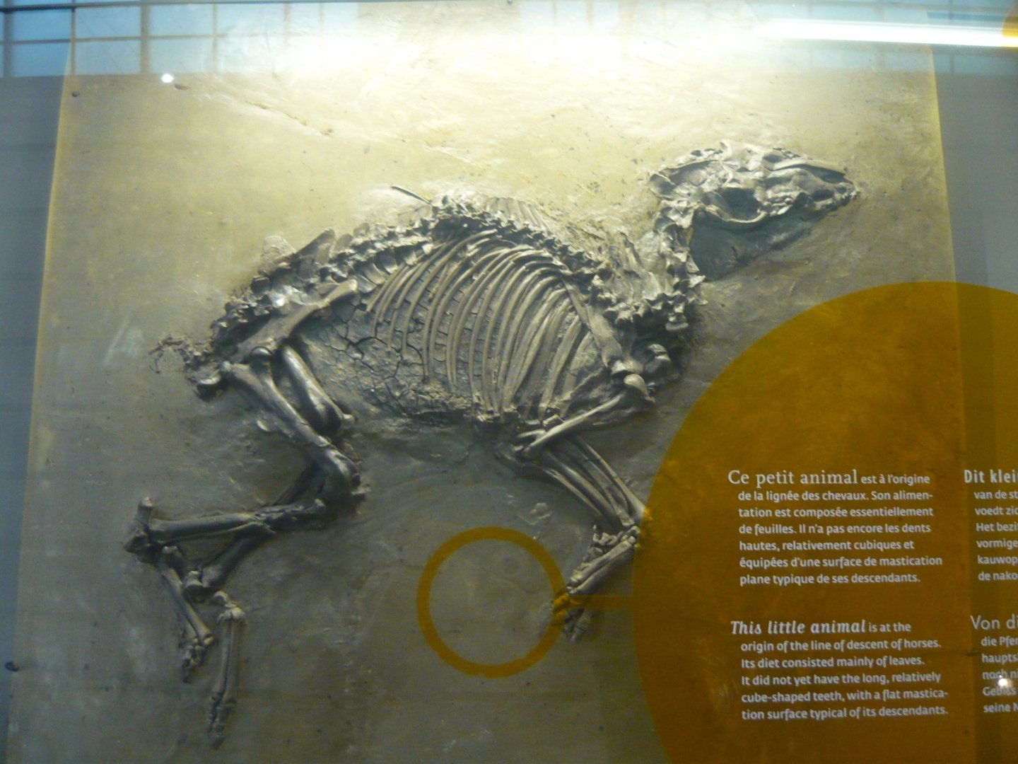 Eurohippus messelensis