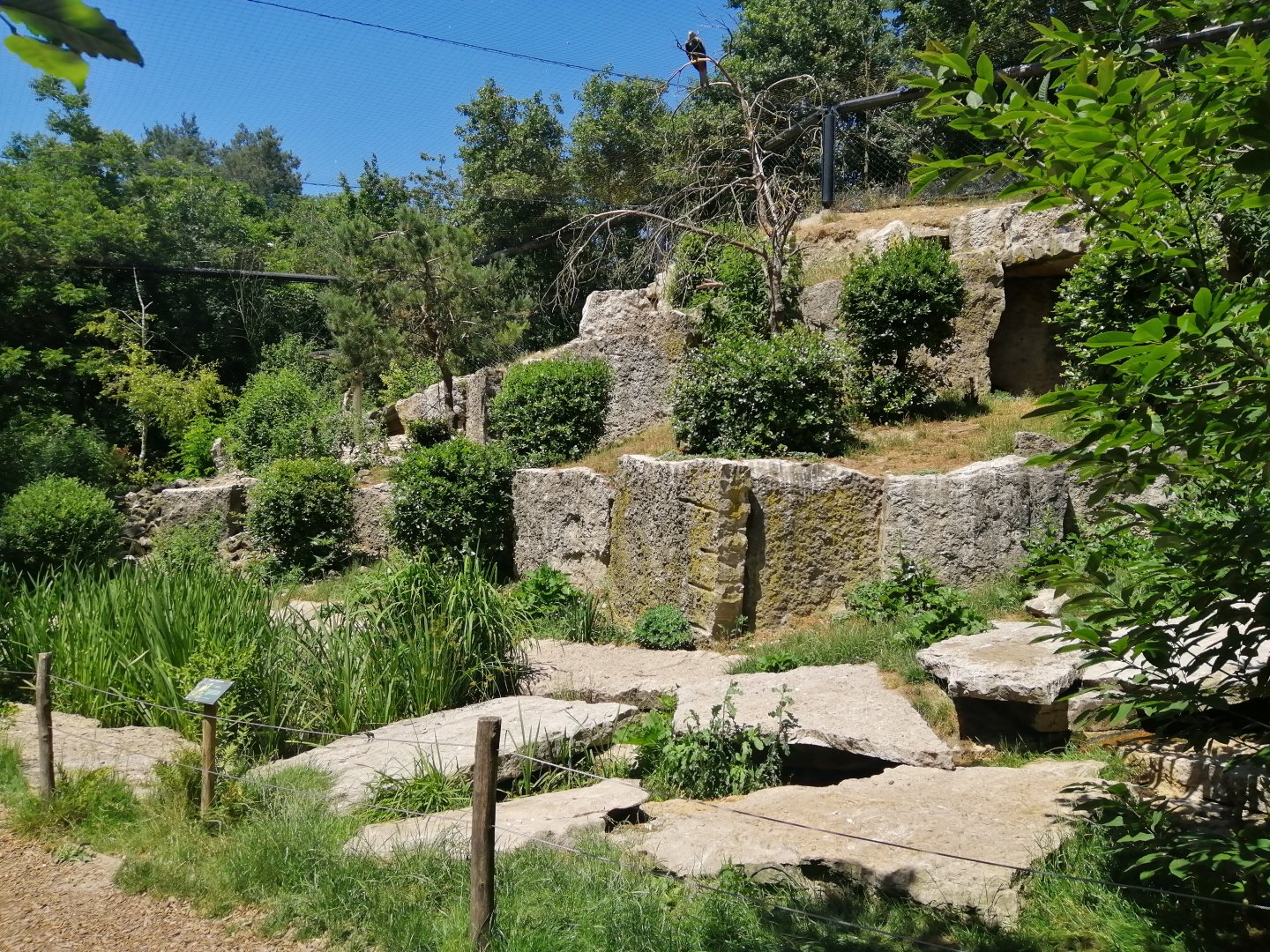 Europa - Vulture walkthrough aviary