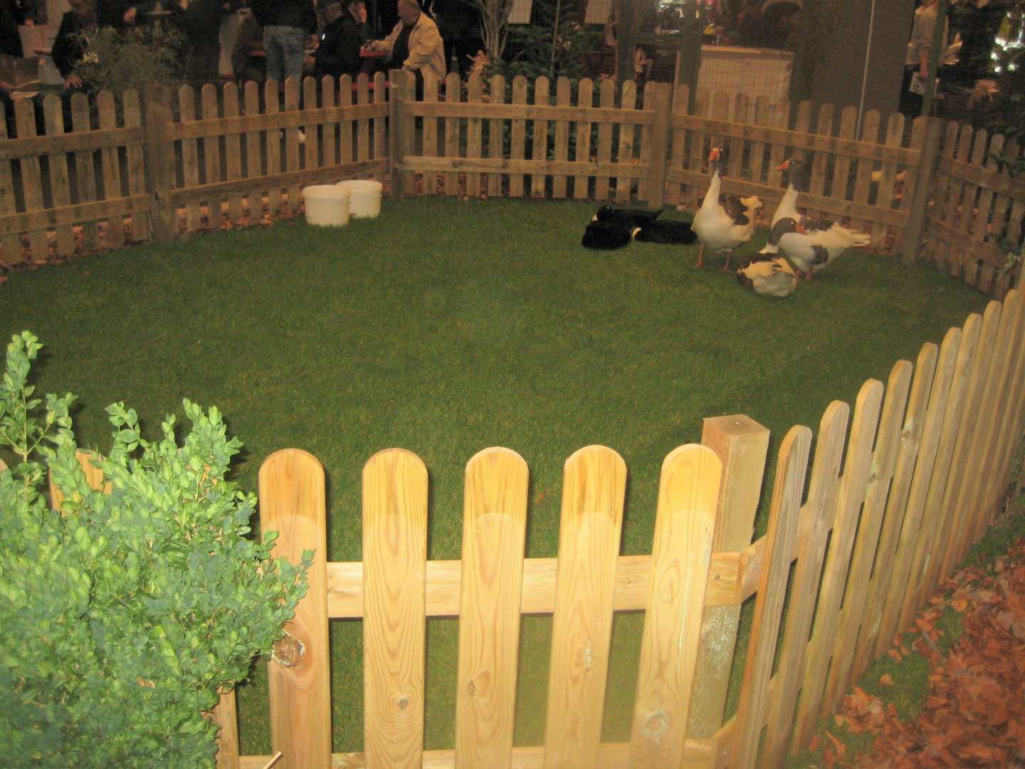 Europaschau 2018 - Duck/goose pen