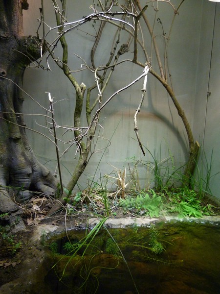Europe; amphibian terrarium