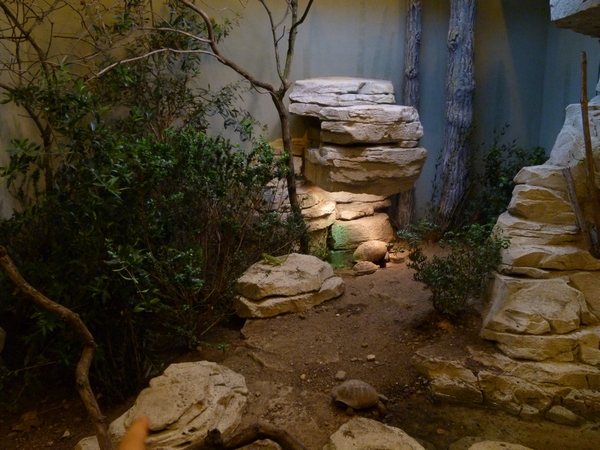 Europe; Chameleon and tortoise