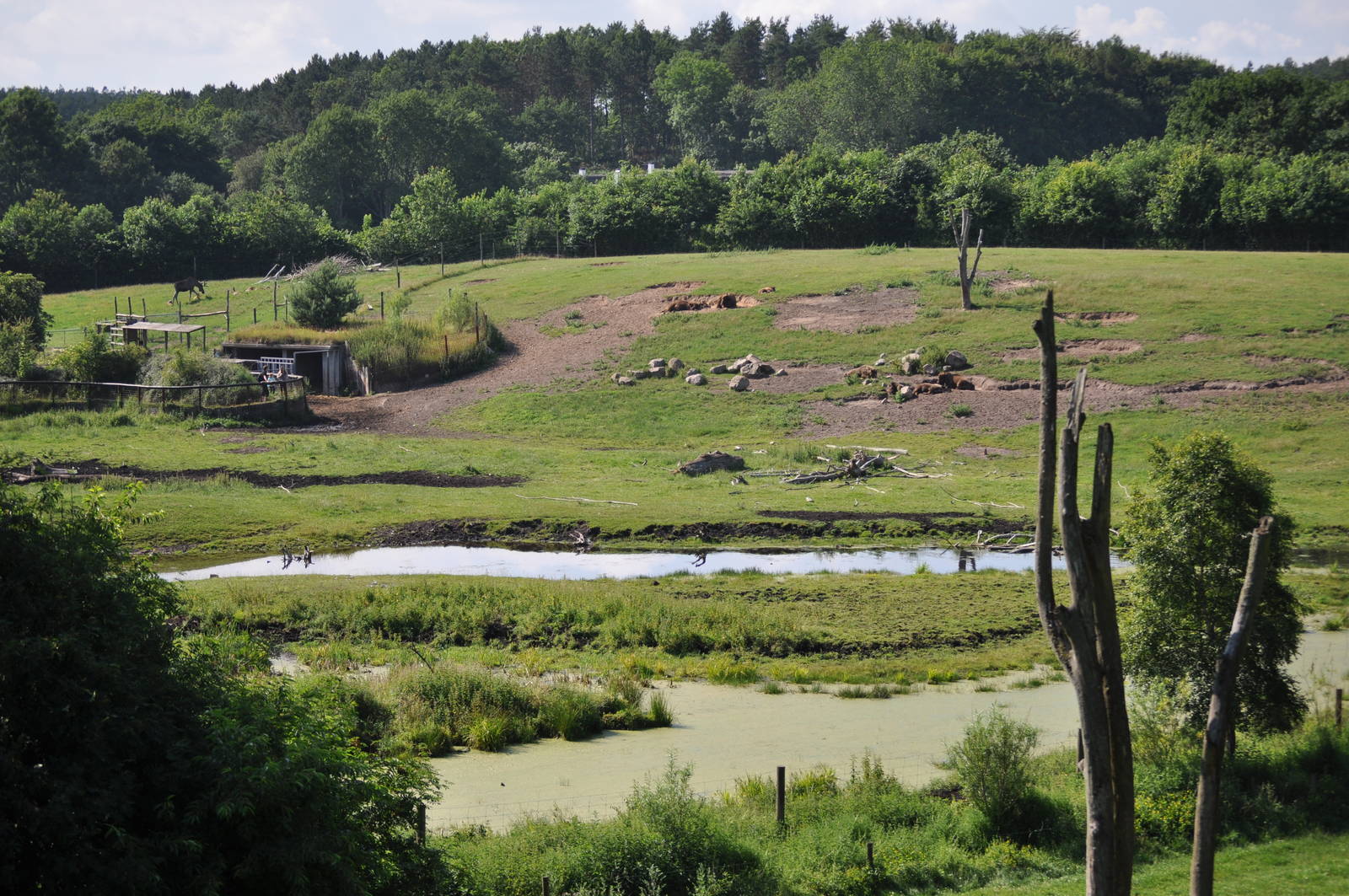 Europe - European Bison and Mouflon