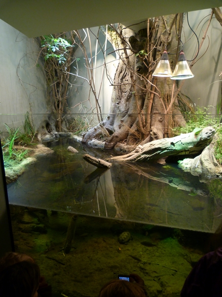 Europe; European pond terrapin terrarium