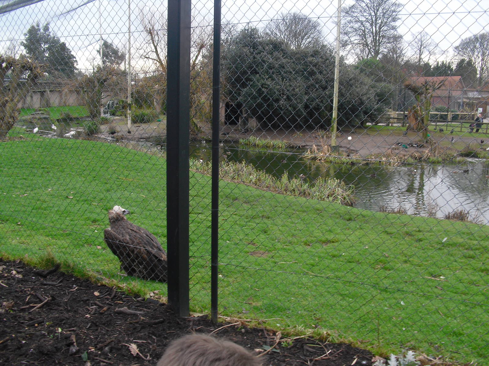 Europe on the Edge Aviary - 16/02/2011