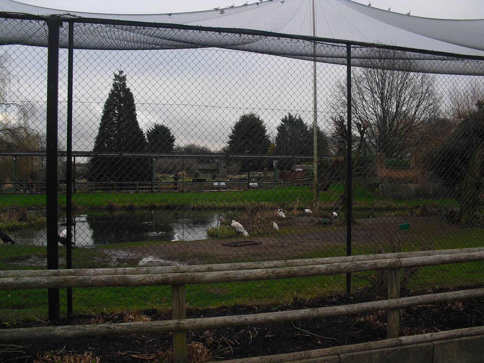 Europe on the Edge Aviary - 16/02/2011